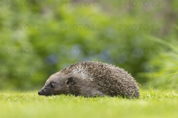 European hedgehog (Erinaceus europaeus) adult animal on a garden lawn, England, United Kingdom, Europe