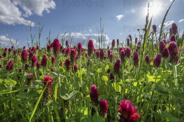 Flowering incarnate clover (Trifolium incarnatum) against the light, Middle Franconia, Bavaria, Germany, Europe