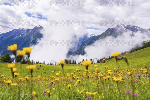Yellow flowers blooming in a wide meadow, flanked by mountains and clouds in the background, Penken, Zillertal, Austria, Europe