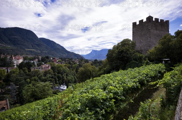 Powder tower between vines, wine-growing area, Tappeinerweg, Tappeiner promenade, high-altitude hiking trail, Merano, Meran, South Tyrol, Autonomous Province of Bolzano, Italy, Europe