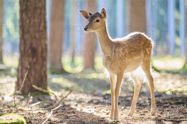 European fallow deer (Dama dama) youngster in a forest, Bavaria, Germany, Europe