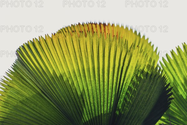 Palm leaf in transmitted light, leaf, palm, transparent, plant, flora, tropical, texture, background, design, Bali, Indonesia, Asia