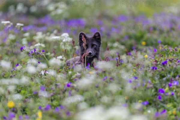 Dark arctic fox (Vulpes lagopus), ice fox, standing in a flower meadow, frontal, summer, Hornstrandir, Westfjords, Iceland, Europe