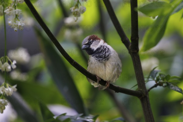 House Sparrow (Passer domesticus), Germany, Europe