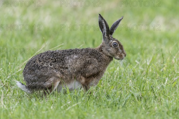 European hare (Lepus europaeus), Emsland, Lower Saxony, Germany, Europe
