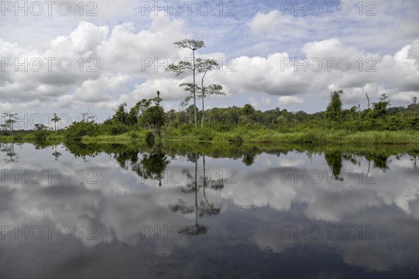 Waterscape on the Akaka River, Loango National Park, Parc National de Loango, Ogooué-Maritime Province, Gabon, Africa