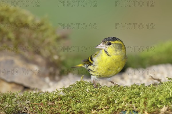 Eurasian siskin (Carduelis spinus), male sitting on moss, mossy ground, Wilnsdorf, North Rhine-Westphalia, Germany, Europe