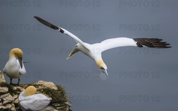 Northern Gannet, Morus bassanus, bird in flight over sea, Bempton Cliffs, North Yorkshire, England, United Kingdom, Europe