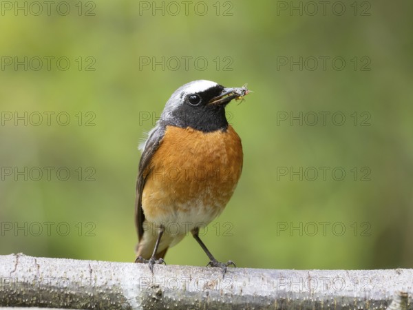 Common redstart (Phoenicurus phoenicurus), male with food in his beak, North Rhine-Westphalia, Germany, Europe