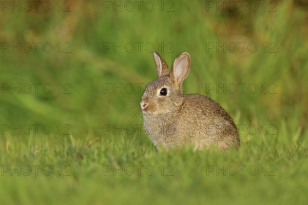 Wild rabbit (Oryctolagus cuniculus), young animal sitting on a meadow, Texel, West Frisian Islands, province of North Holland, Netherlands