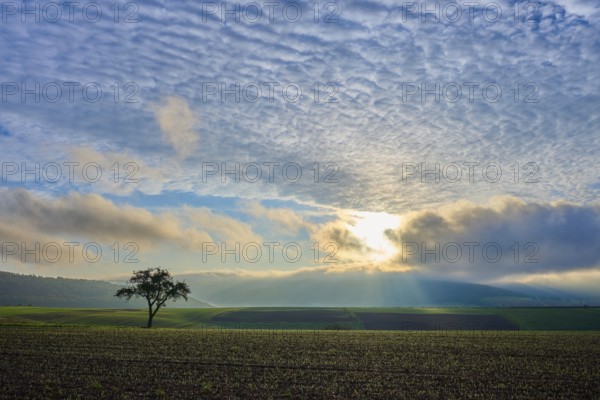 A lone apple tree (Malus Domestica), in a field at sunrise, surrounded by dramatic sky and rays of light, autumn, Eichelsbach, Elsenfeld, Spessart, Bavaria, Germany, Europe