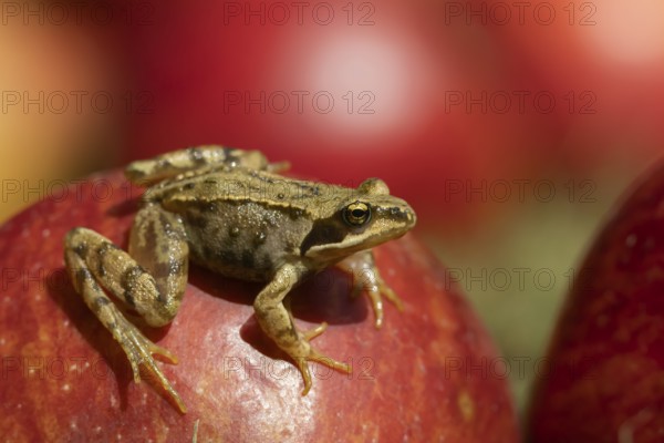 Common frog (Rana temporaria) adult amphibian on a fallen apple fruit on a garden lawn in the summer, England, United Kingdom, Europe