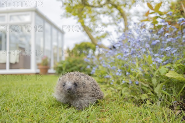 European hedgehog (Erinaceus europaeus) adult animal on an urban garden grass lawn in the spring with a conservatory in the background, England, United Kingdom, Europe