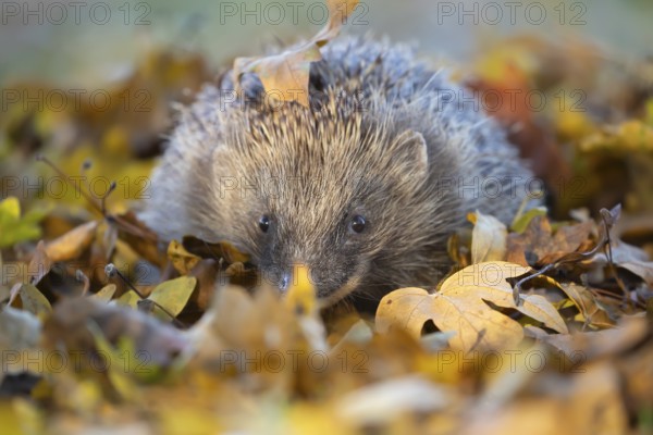 European hedgehog (Erinaceus europaeus) adult animal on an urban garden grass lawn with fallen autumnal leaves in the autumn, England, United Kingdom, Europe