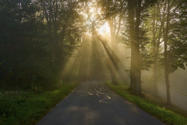 Forest road at sunrise, rays of light break through the trees in a foggy atmosphere, Großheubach, Miltenberg, Spessart, Bavaria, Germany, Europe