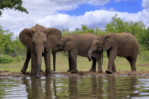 African elephant (Loxodonta africana), three young animals, at the water, drinking, group, Kruger National Park, Kruger National Park, South Africa, Africa