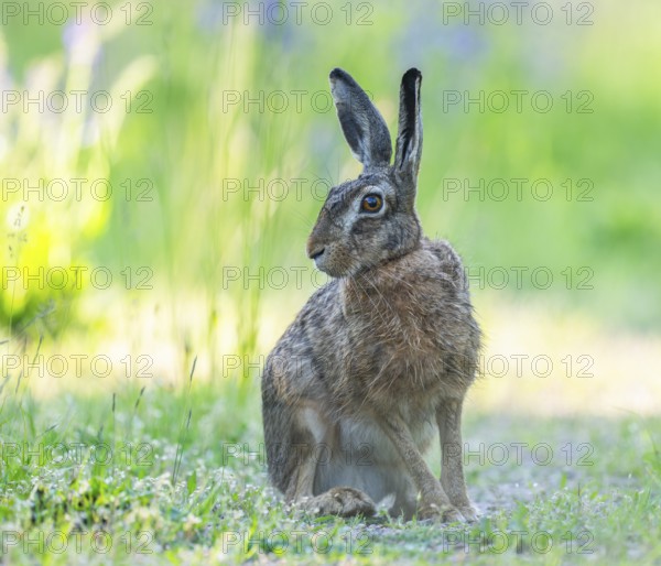 European hare (Lepus europaeus) sitting on a dirt track and looking attentively, wildlife, Thuringia, Germany, Europe