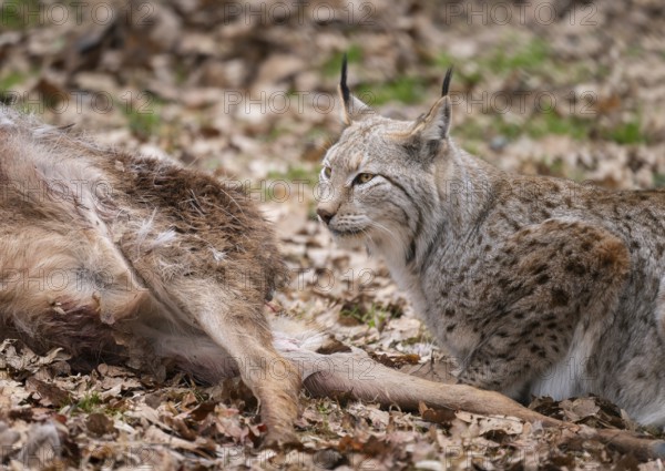 Lynx (Lynx lynx) with prey, Germany, Europe