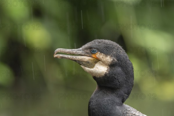 Portrait of a great cormorant (Phalacrocorax carbo) in colourful breeding plumage in spring during rain. Upper Rhine, Alsace, France, Europe