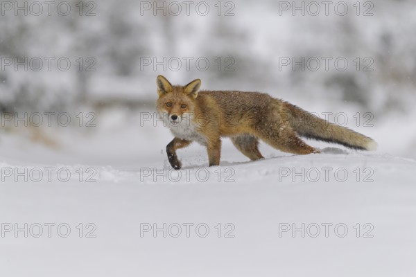 Red fox (Vulpes vulpes), walking through a snowy landscape on a cold winter day, Czech Republic, Europe