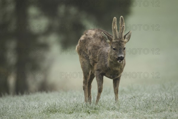 European roe deer (Capreolus capreolus) buck with velvet horns and shaggy winter coat in the meadow, Allgäu, Bavaria, Germany, Europe