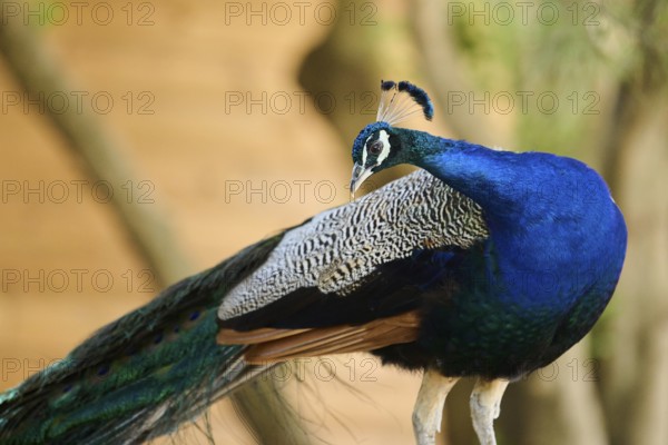 Indian peafowl (Pavo cristatus) portrait, Spain, Europe