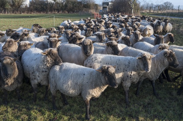 Black-headed domestic sheep (Ovis gmelini aries) penned for loading on the pasture in the early morning, Mecklenburg-Vorpommern, Germany, Europe