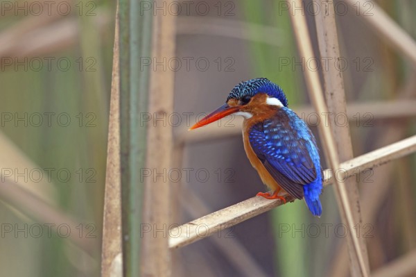 Crested Kingfisher, Corythohrnis cristatus, (Alcedo cristata), Kingfisher family, Malachite Kingfisher, Janjabureh boat trip, Janjabureh, South Bank, Gambia, Africa