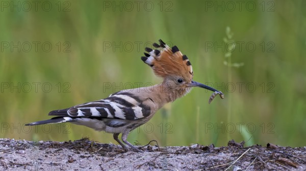Hoopoe (Upupa epops) Bird of the Year 2022, mating, male with caterpillar as food, erect cap, sunrise, searching for food on the ground, poking, portrait, Middle Elbe Biosphere Reserve, Saxony-Anhalt, Germany, Europe