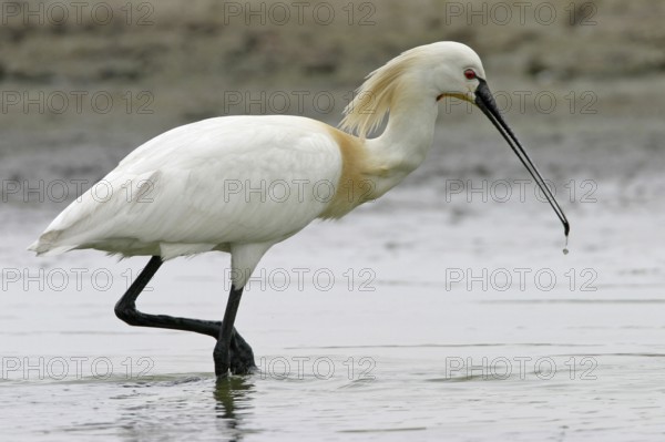 Spoonbill, (Platalea leucorodia), Floating Hide fixed, Tiszaalpár, Kiskunsági National Park, Bács-Kiskun, Hungary, Europe