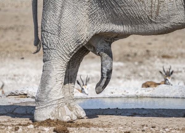 African elephant (Loxodonta africana), detail, penis, at a waterhole, Nebrowni Waterhole, Etosha National Park, Namibia, Africa