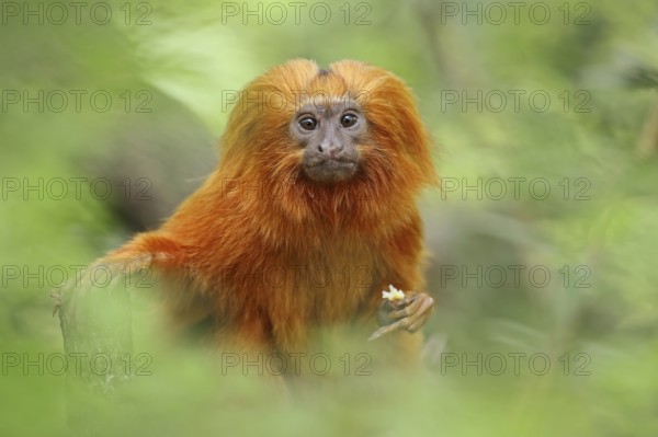 Golden lion tamarin (Leontopithecus rosalia), captive, occurrence in Brazil