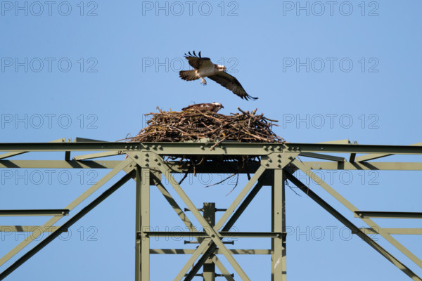 An osprey flies over its eyrie, Müritz region, Mecklenburg-Western Pomerania, Germany, Europe