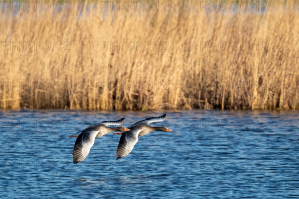 Pair of greylag geese flying together, in the Großen Rosin Moor nature reserve, Mecklenburg-Vorpommern, Germany, Europe