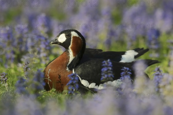 Red-breasted goose (Branta ruficollis), captive, occurrence in the European Arctic
