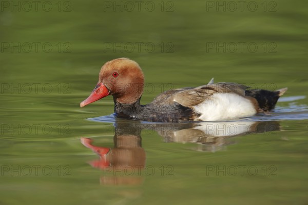 Red-crested pochard (Netta rufina), male, Camargue, Provence, southern France