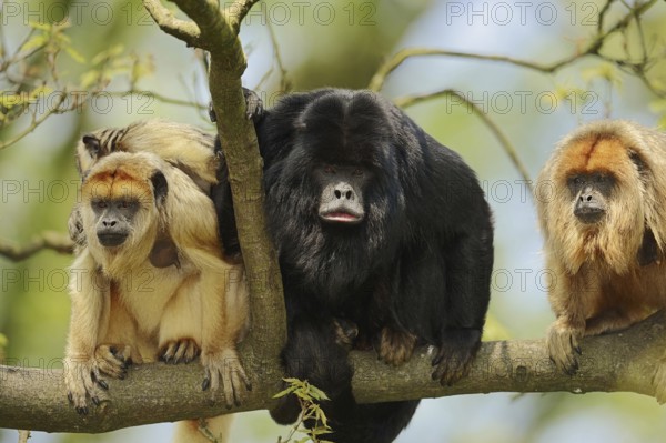 Black howler (Alouatta caraya), male and female with young, captive, occurring in South America