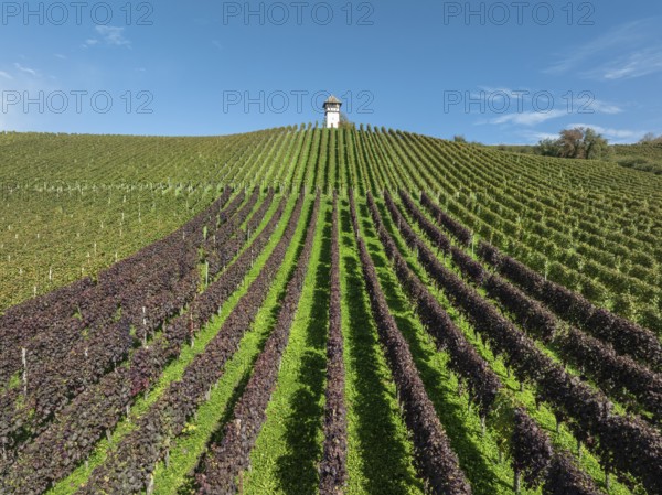 Aerial view of a vineyard, vineyard slope with winery tower of the historic Haltnau winery near Meersburg, Lake Constance district, Baden-Württemberg, Germany, Europe