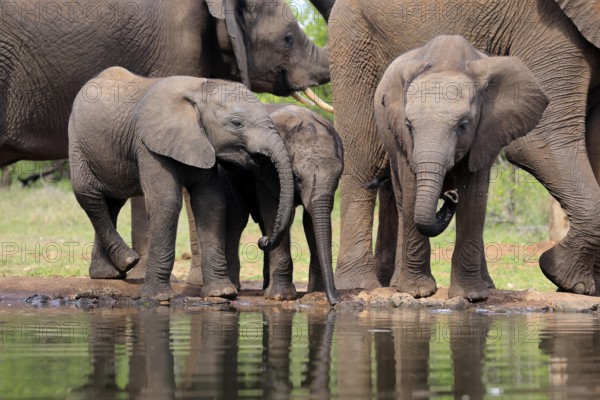 African elephant (Loxodonta africana), three young animals, at the water, drinking, group, Kruger National Park, Kruger National Park, South Africa, Africa