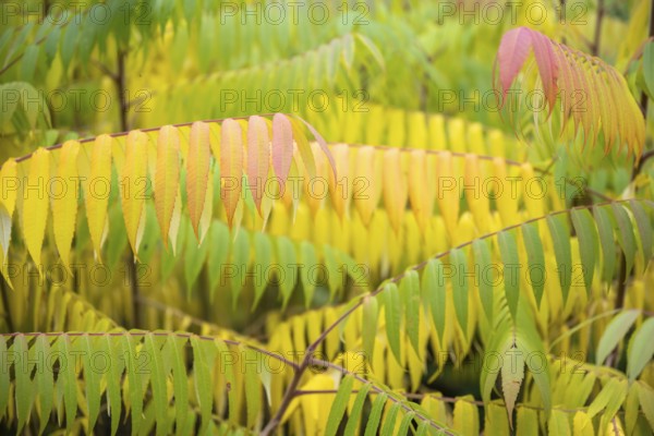 Autumn coloured leaves of a vinegar tree (Rhus typhina), Full size, Baden-Württemberg, Germany, Europe