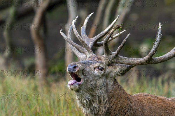 Close-up of rutting red deer (Cervus elaphus) stag with big antlers bellowing in forest during the rut in autumn, fall