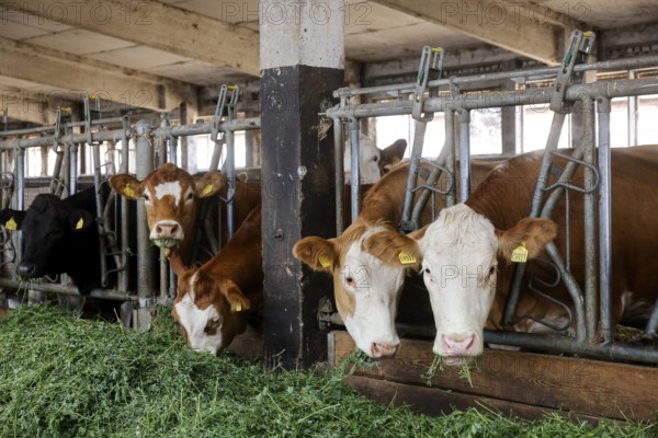 Oberlausitz, Saxony, Germany - Cattle eat fresh grass in the barn, the animals on this farm are kept in a species-appropriate manner on straw, with generous space above organic standards and fed with the farm's own feed, after eating the cattle are also allowed to return to the outside areas