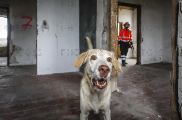 Rescue dog training, the sniffer dogs practise searching for injured people in empty houses, Herne, North Rhine-Westphalia, Germany, Europe