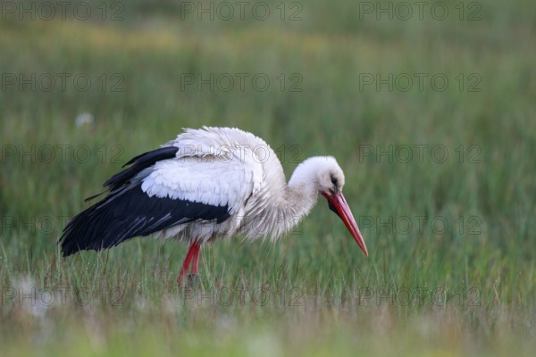 White Stork (Ciconia ciconia) male foraging, North Rhine-Westphalia, Germany, Europe