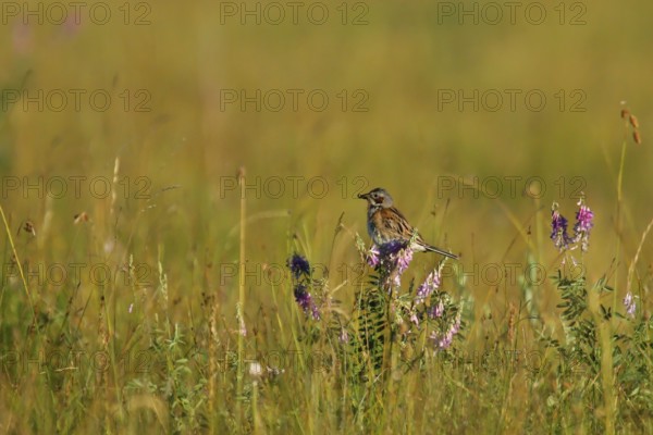 Chestnut-eared Bunting (Emberiza fucata) male with food in beak, Dornod, Mongolia, Asia