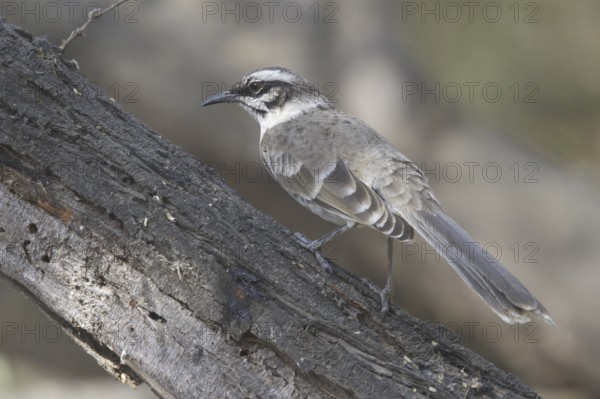 Long-tailed Mockingbird (Mimus longicaudatus), Peru, South America