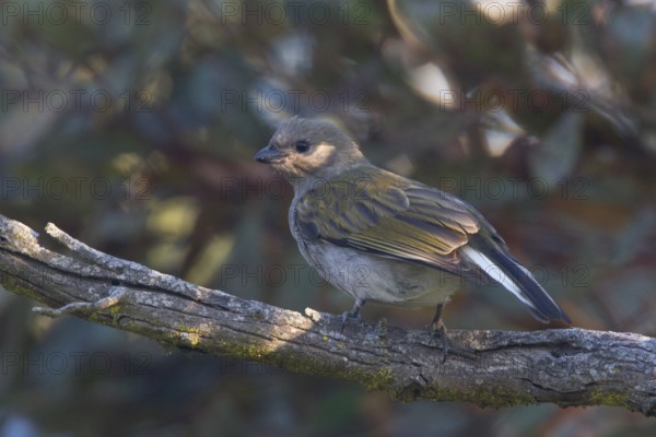 Lesser Honeyguide (Indicator minor), Western Cape, South Africa, Africa