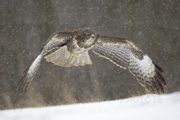 Common Buzzard (Buteo buteo) flying over snowy field, Poland, Europe