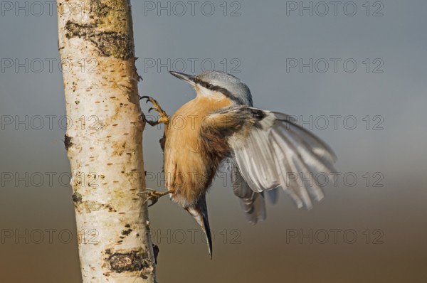Eurasian Nuthatch (Sitta europaea) spreading wings, Aosta Valley, Italy, Europe