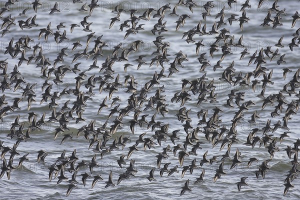 Dunlin (Calidris alpina), Netherlands